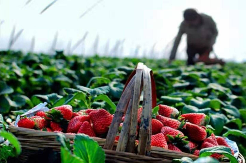 「销售渠道」农产品销售现状如何？农产品都有哪些销售渠道？