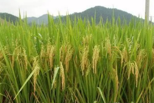 「销售渠道」种子销售渠道的变化有哪些？