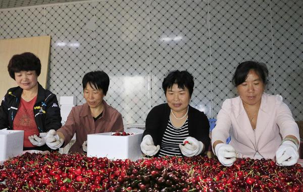 「销售渠道」洛阳新安如何开拓樱桃线上销售渠道？